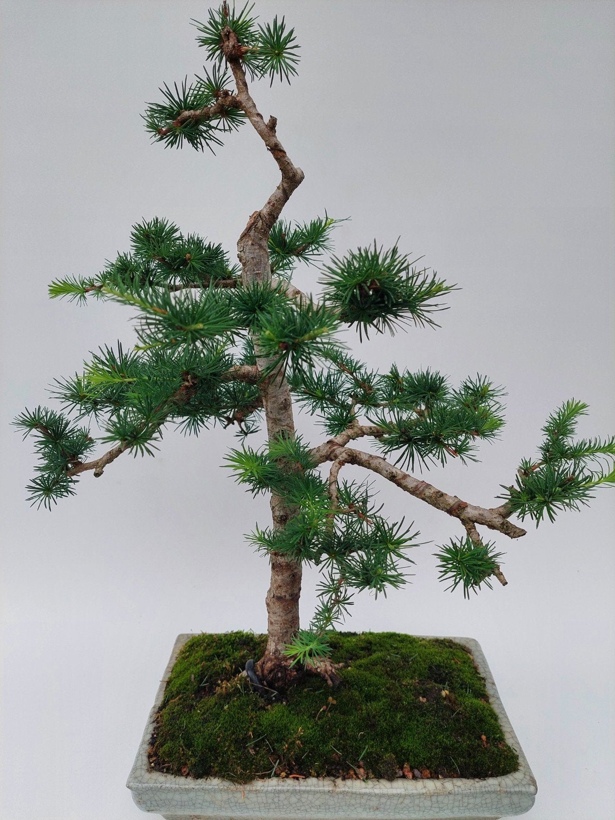 Bonsai larix, Ophalen, Bloeit niet, Halfschaduw, Overige soorten