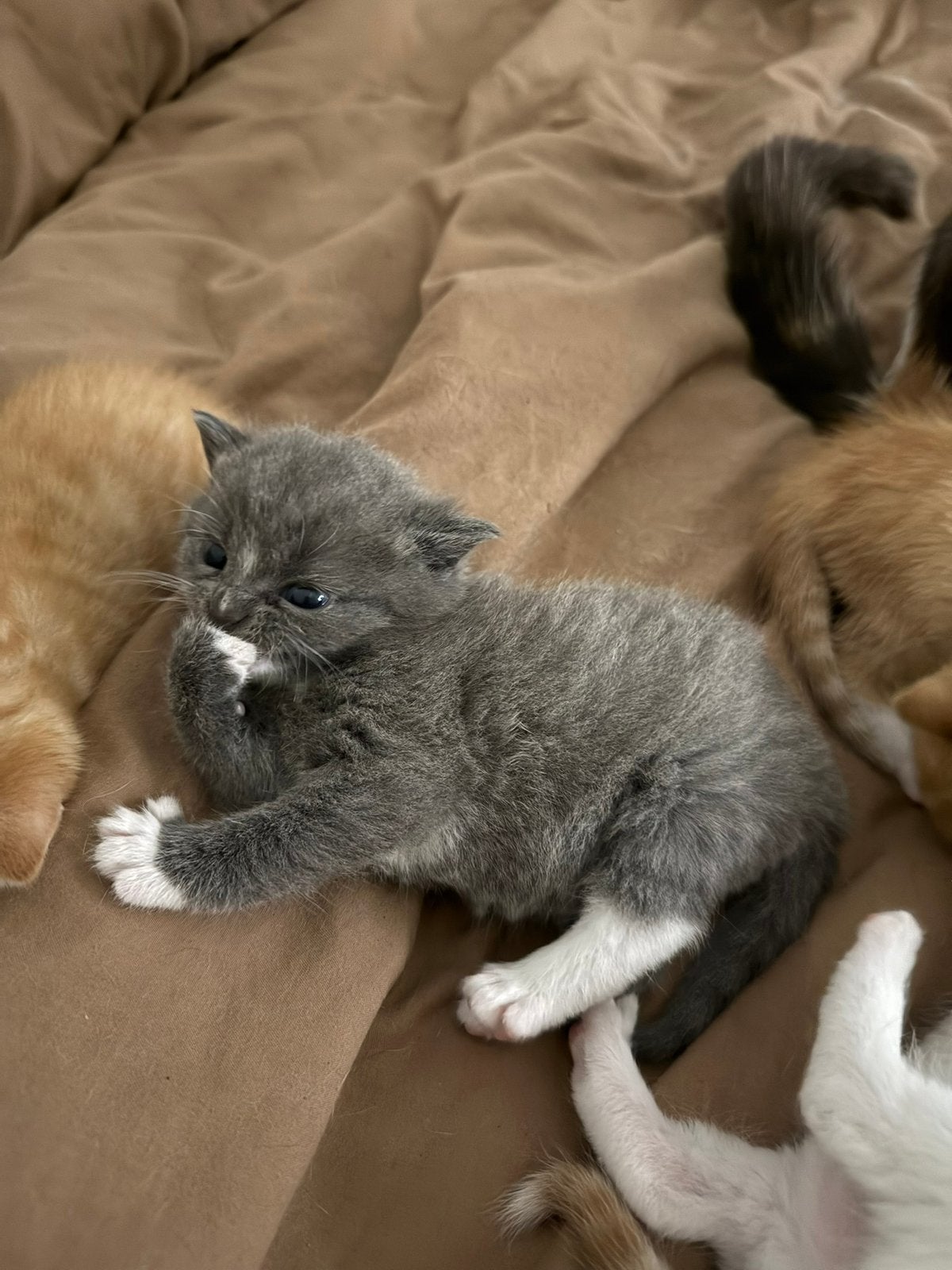 Prachtige grijze kitten, Kater, 0 tot 2 jaar