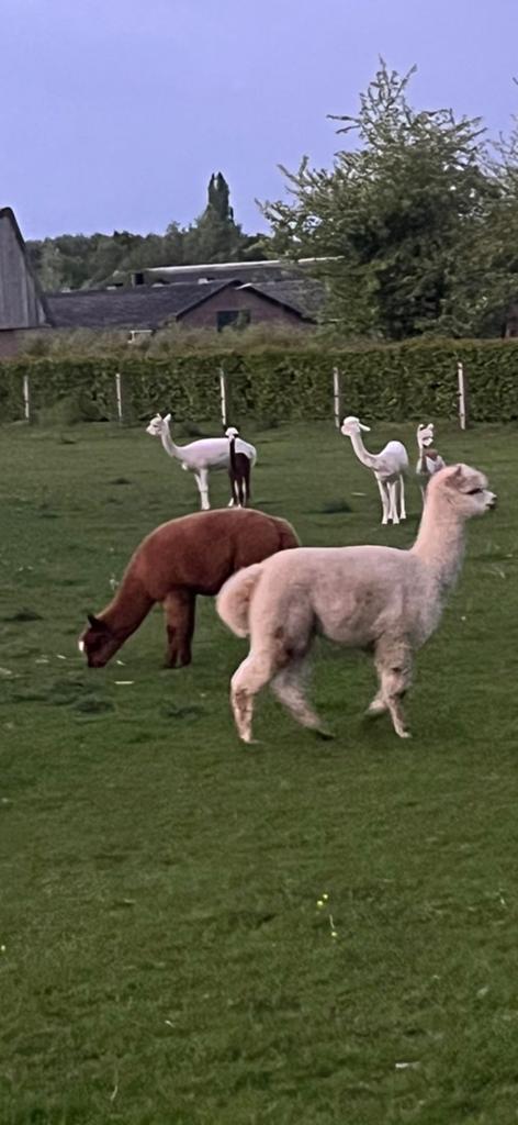 Alpaca ruintjes €800 per 4, Augustus, Mannelijk