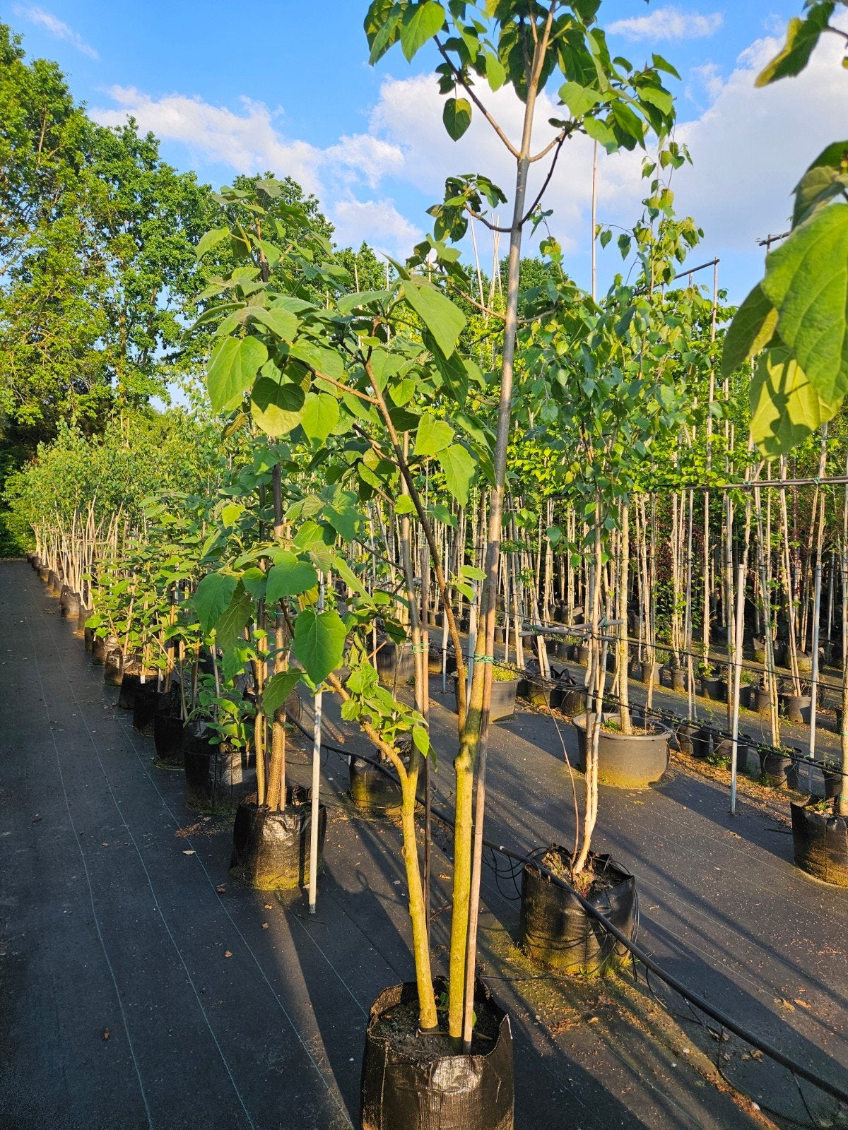 Paulownia tomentosa te koop!, Tuin en Terras, Halfschaduw, Overige soorten, Lente, 250 tot 400 cm