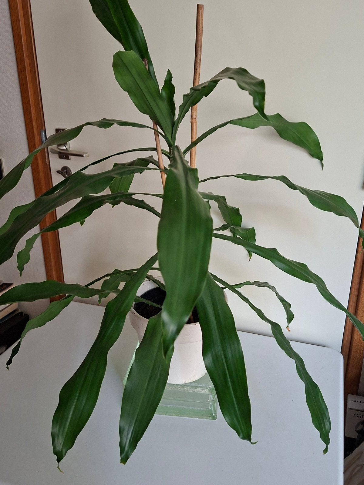 Draceana in pot, Huis en Inrichting, Ophalen, In pot, Halfschaduw, Minder dan 100 cm
