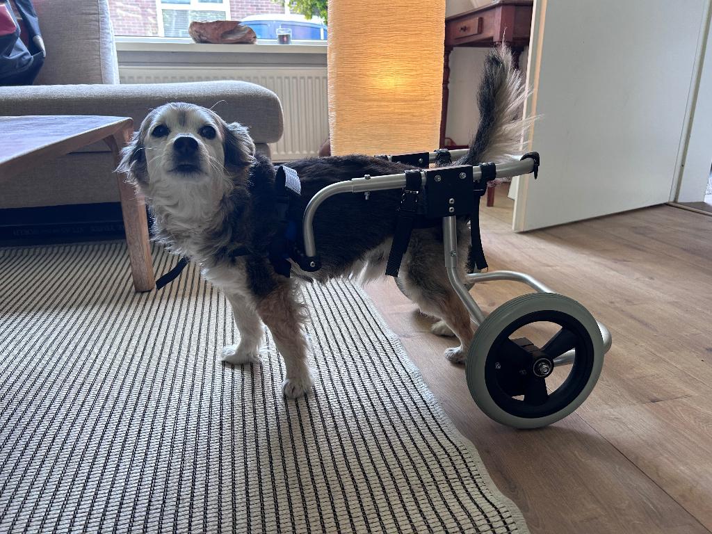 Honden rolstoel, Dieren en Toebehoren, Honden-accessoires, Ophalen, Zo goed als nieuw