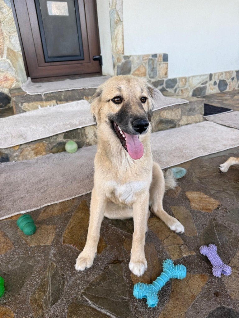 Cookie uit Roemenie, Dieren en Toebehoren, Particulier, 8 tot 15 weken, Buitenland, Teef
