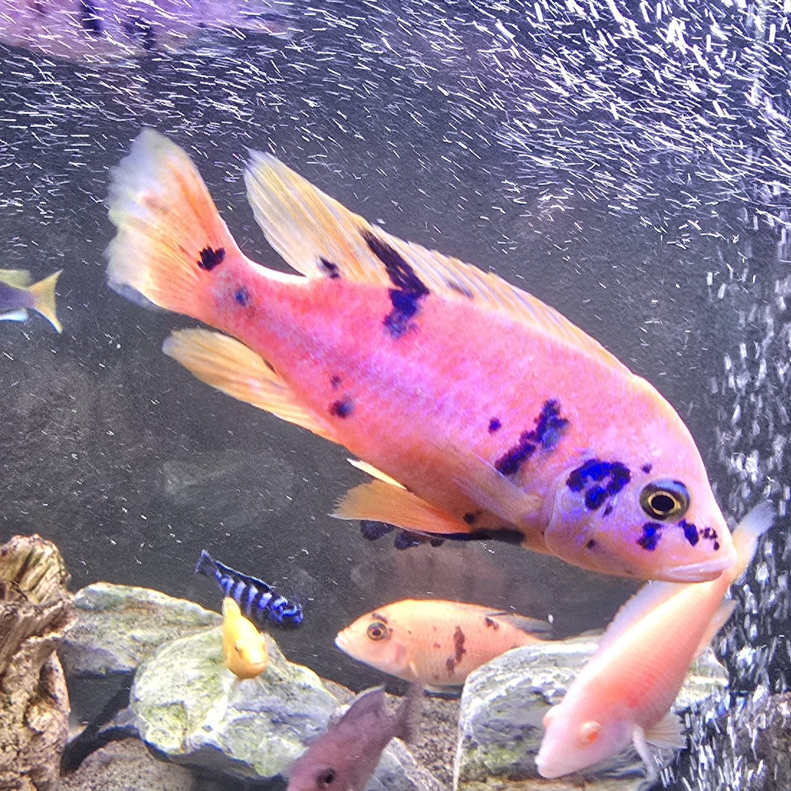 Malawi cichlide aulonocara koppel, Dieren en Toebehoren, Vissen | Aquariumvissen, Vis