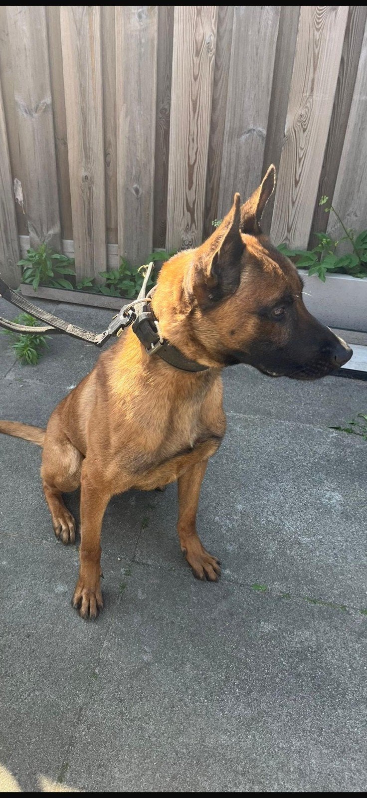 mechelse herder reu, Dieren en Toebehoren, Honden | Herdershonden en Veedrijvers, Reu, 1 tot 2 jaar, Eén hond, Herder