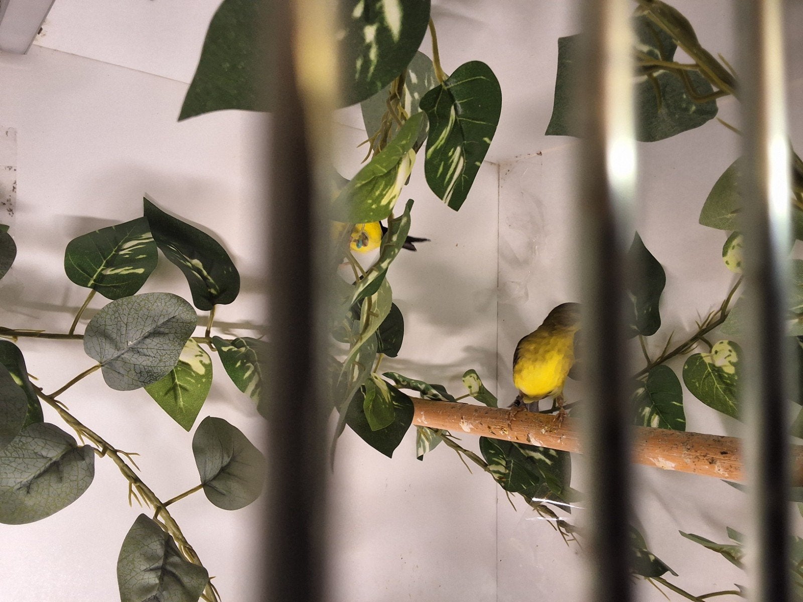 Schitterend koppeltje colombia sijs 2025 geringd en compleet, Dieren en Toebehoren, Meerdere dieren, Geringd