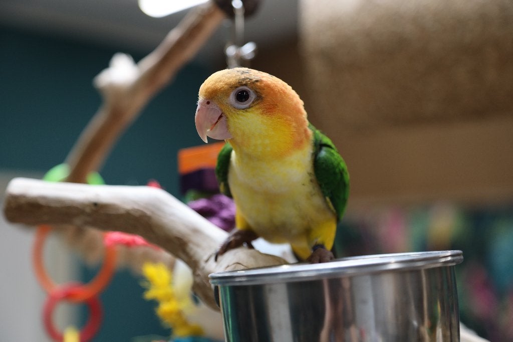 Jonge Baby Roestkop Caique´s | getest | Speels | Handtam, Meerdere dieren, Papegaai, Pratend