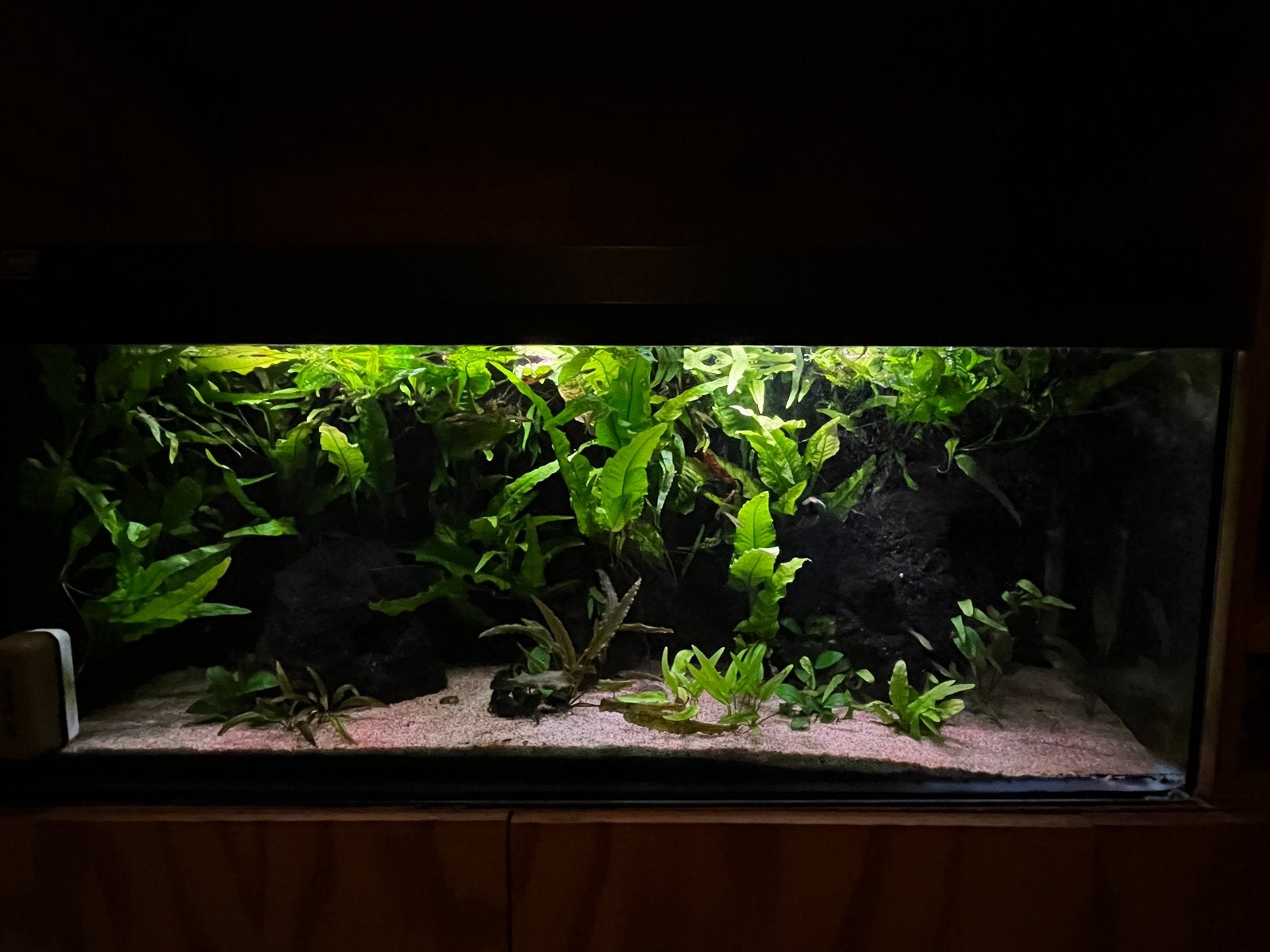 Aquarium 100 x 30 x 40 met toebehoren, Ophalen
