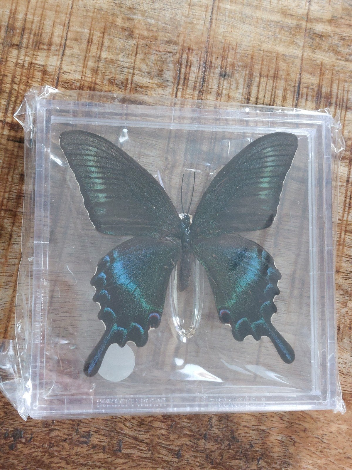 Vlinder in plexiglas, Verzamelen, Ophalen of Verzenden, Insect, Opgezet dier