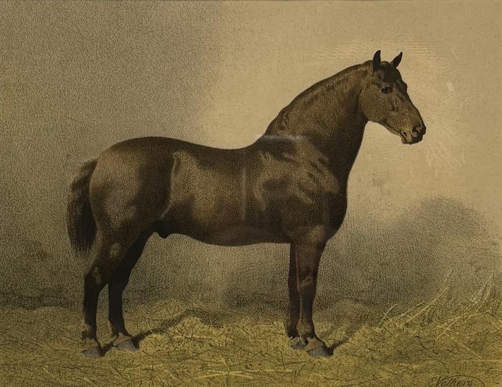84. Kleurenlitho, Emil Volkers - Suffolk paard, 19e eeuw, Ophalen of Verzenden