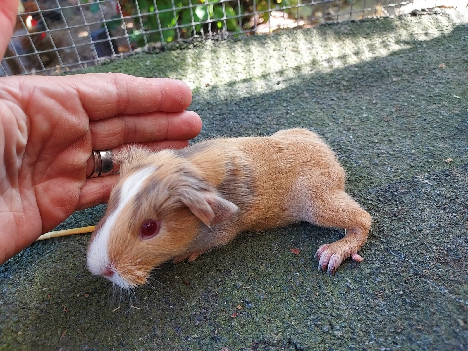 Cuy reuzencavia cavia zeugjes beschikbaar rond 3 maand oud, Dieren en Toebehoren, Juni, Vrouwelijk, Cavia