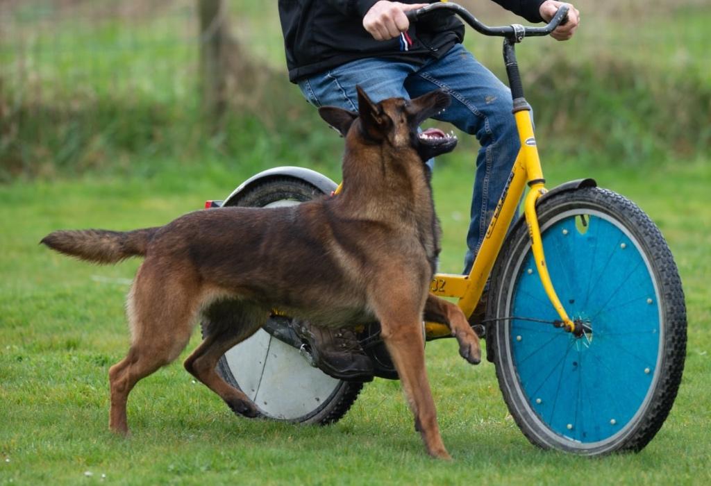Staat Ter Dekking, Dieren en Toebehoren, Reu, 1 tot 2 jaar, Parvo, Eén hond