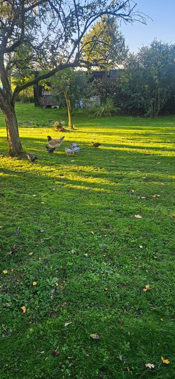 kuikens boerderij kippen, Meerdere dieren, Kip