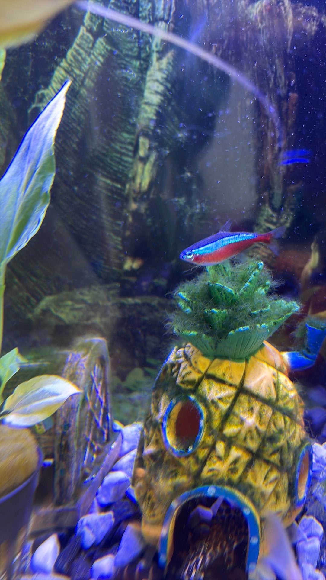 2 mooie tetra’s, Dieren en Toebehoren, Vissen | Aquariumvissen, Vis, Schoolvis