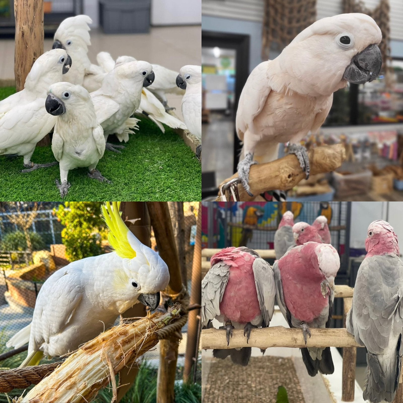 puppy kaketoes, Meerdere dieren, Papegaai, Pratend
