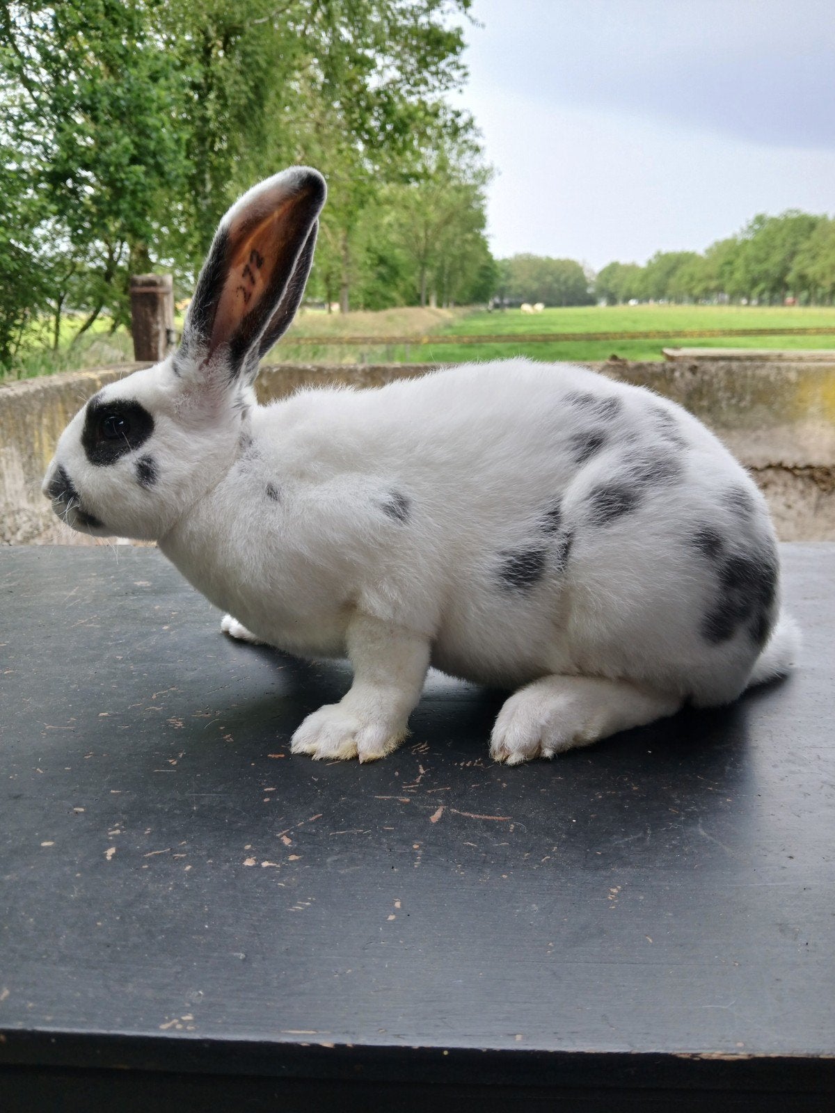 Te koop getatoeëerde Rex ram, Dieren en Toebehoren, Konijnen, Mannelijk, Middelgroot, 0 tot 2 jaar