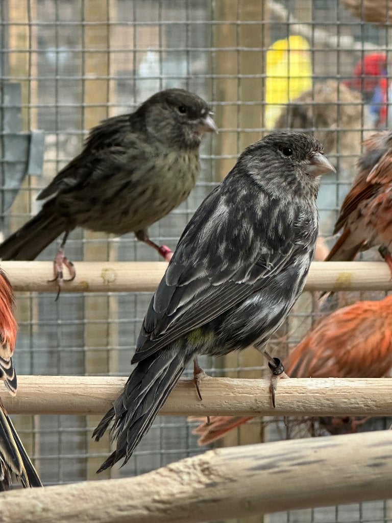 Zwart groene kanaries, Dieren en Toebehoren, Vogels | Kanaries, Kleurkanarie, Meerdere dieren