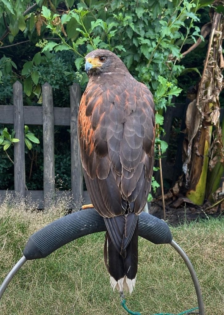 Afgedragen Woestijnbuizerd wijf, Vrouwelijk, Roofvogel, Geringd