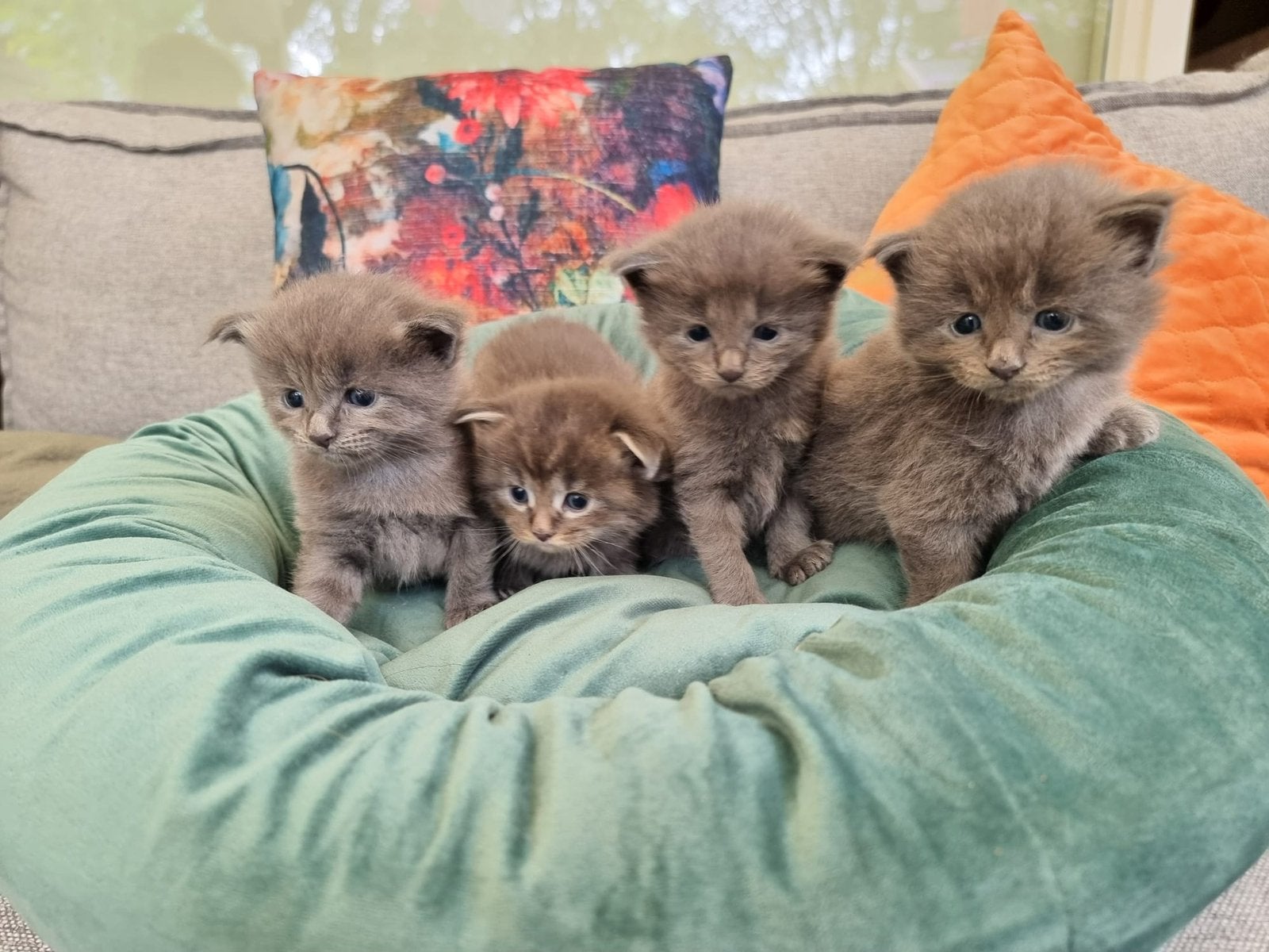 Mooie ragdoll x maine coone kittens NIEUWE FOTO’S, Meerdere dieren, Ontwormd, 0 tot 2 jaar