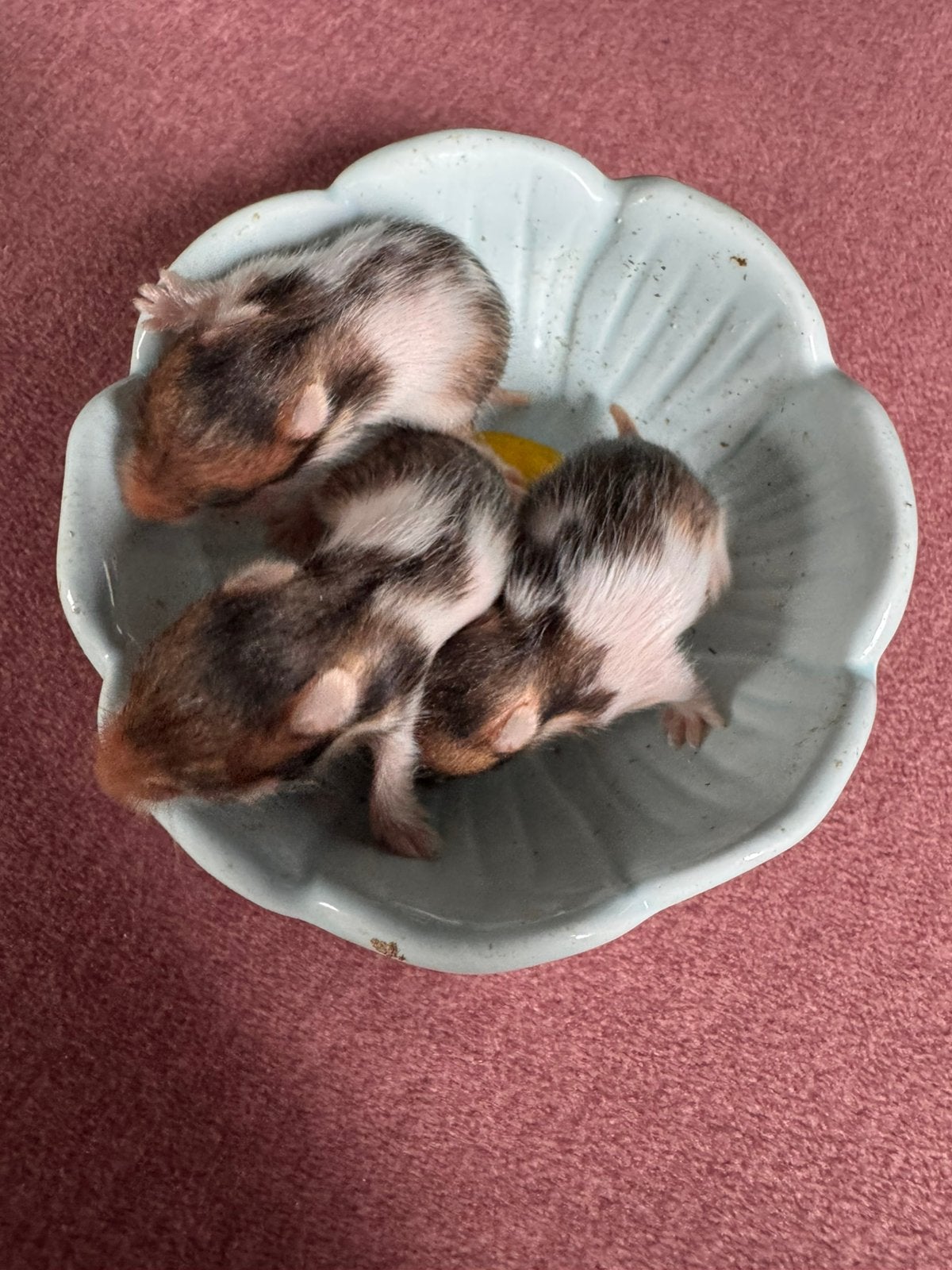 Syrische baby hamsters 4/9/26 Bibi & Teddiursa, Dieren en Toebehoren, Hamster, Meerdere dieren, Tam, September