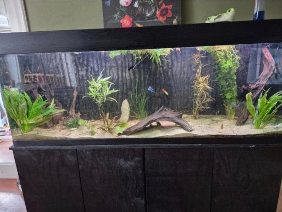 unieke aquarium van 180cm, Ophalen, Plant(en), Steen of Hout