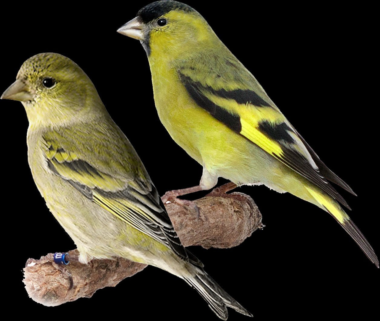 Gezocht een koppel Baardsijzen, Dieren en Toebehoren, Vogels | Kanaries, Meerdere dieren
