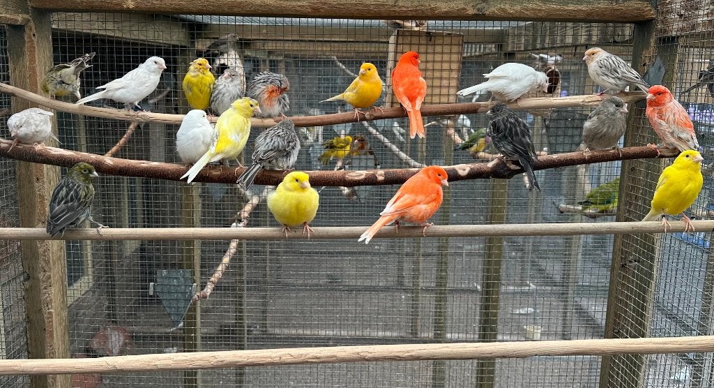 Kanaries verschillende kleuren, Meerdere dieren, Kleurkanarie
