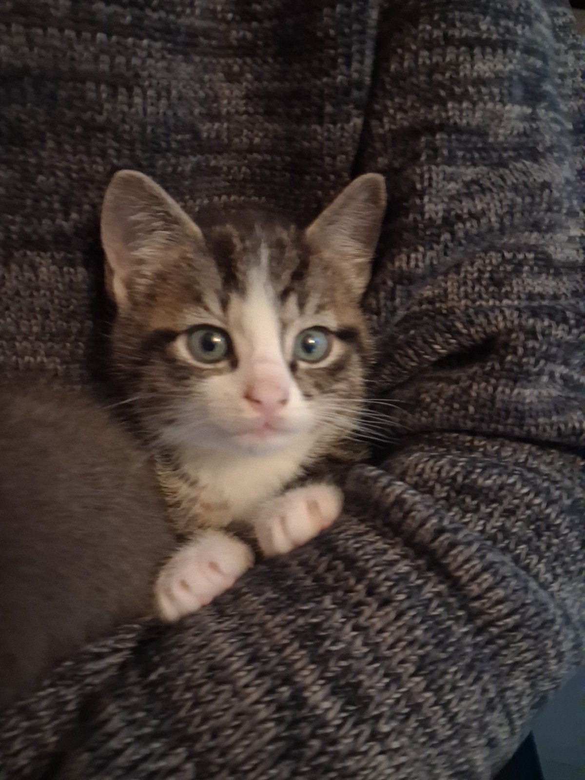 kittens, Kater, 0 tot 2 jaar