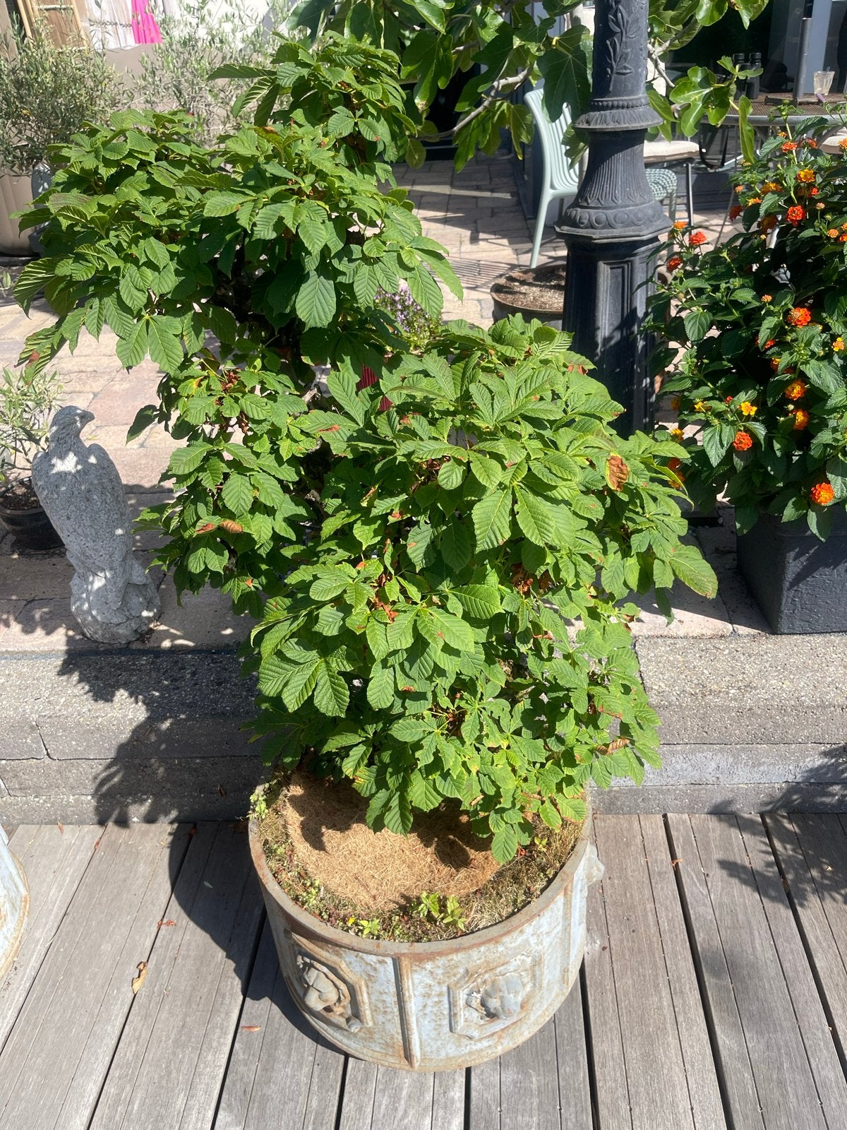 Mini kastanje boompje, Tuin en Terras, Planten | Bomen, Ophalen, Volle zon, Overige soorten, 100 tot 250 cm