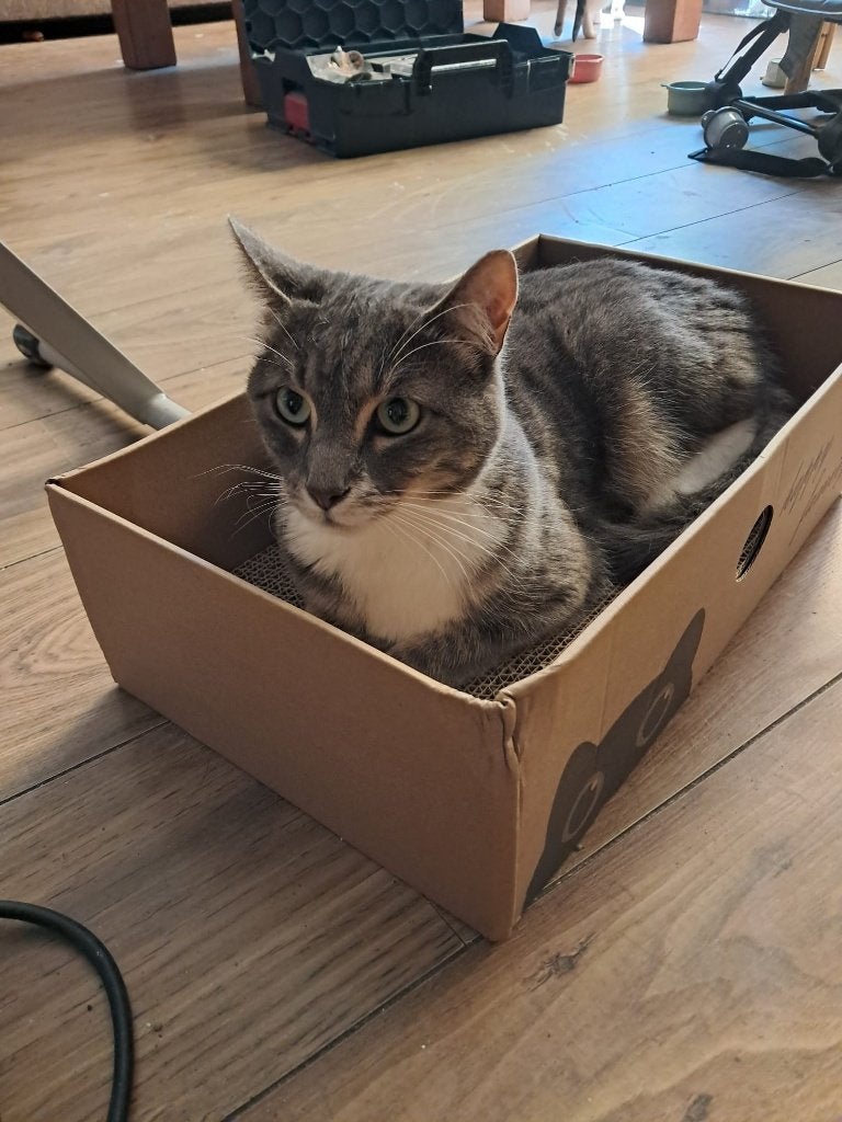 Lieve poes, zoekt een nieuw huisje, Poes, Kortharig, 3 tot 5 jaar