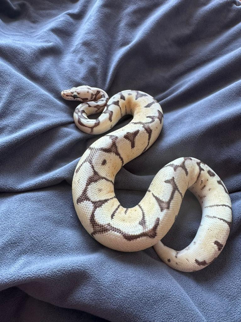 Koningspython (ballpython) Ball Python - unknown for sale from Glenn