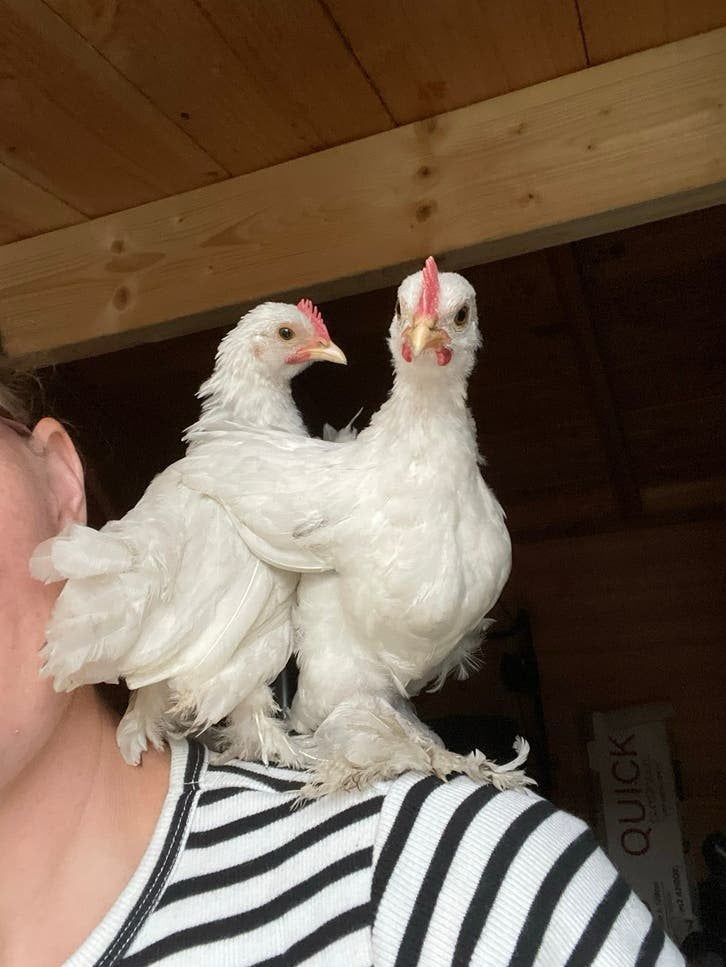 Gratis 2 sabelpootkriel ‘kipjes’, Dieren en Toebehoren, Pluimvee, Meerdere dieren, Kip