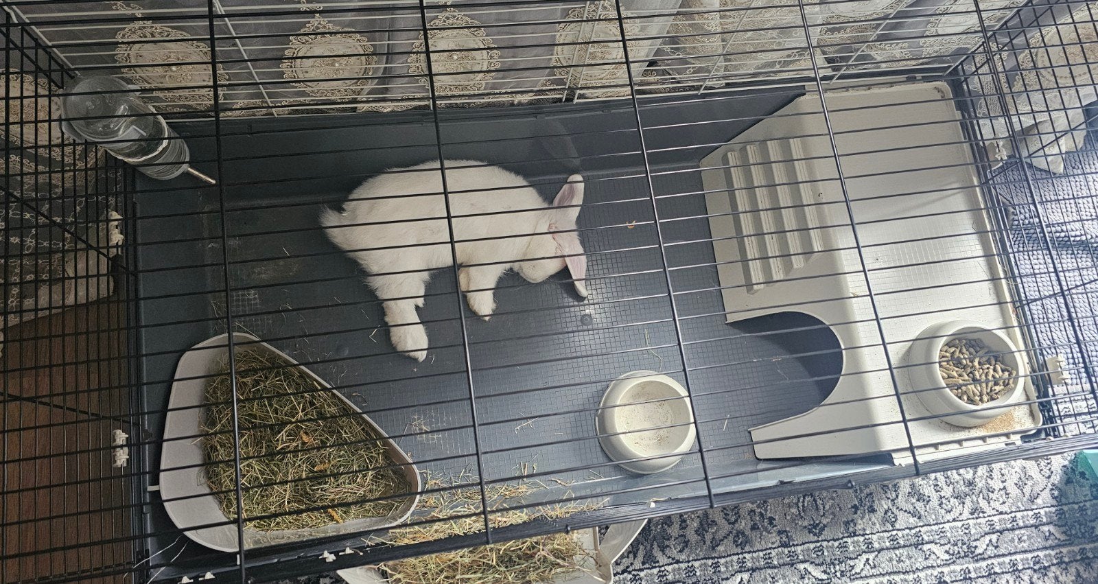 Konijn, Dieren en Toebehoren, Vrouwelijk, Dwerg, 0 tot 2 jaar