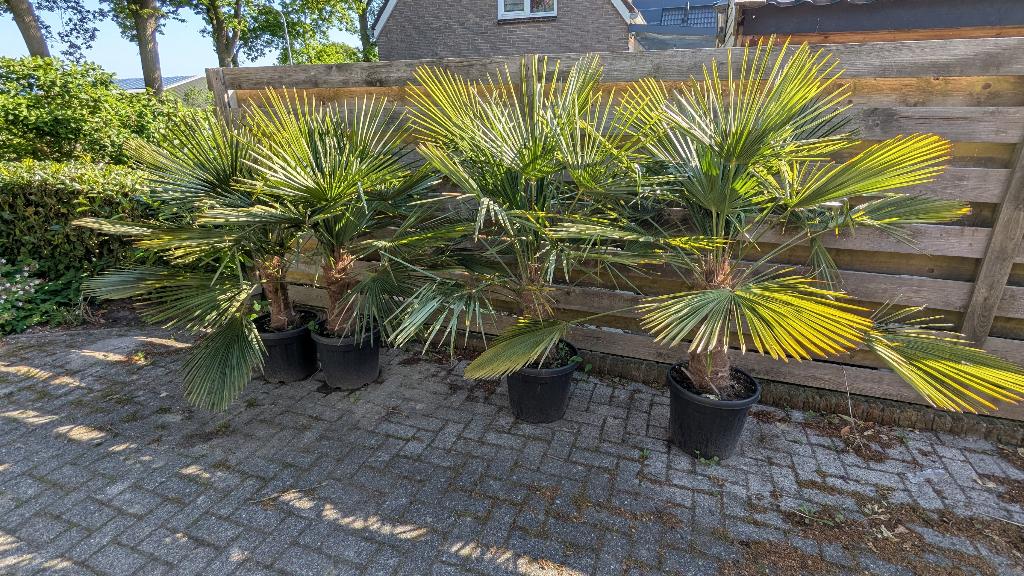 Trachycarpus Fortunei Palmboom - Winterharde Palm, Tuin en Terras, Planten | Bomen, Bloeit niet, 100 tot 250 cm, Palmboom, Ophalen