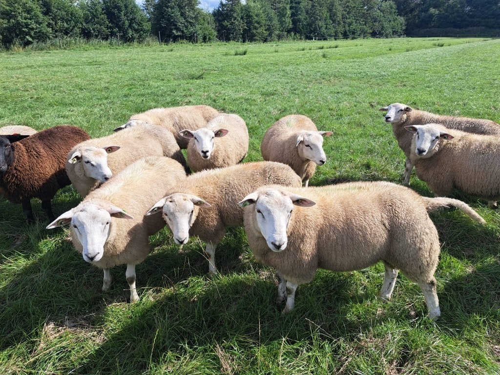 Swifter stamboekrammen 2026 – dekram zwoegervrij, Dieren en Toebehoren, Schapen, Geiten en Varkens, Mannelijk, Schaap, 0 tot 2 jaar