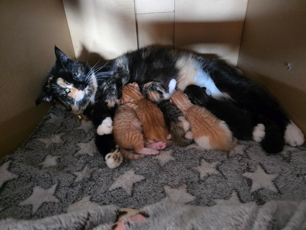 Te koop Main Coon Kittens, Meerdere dieren, Gechipt, 0 tot 2 jaar