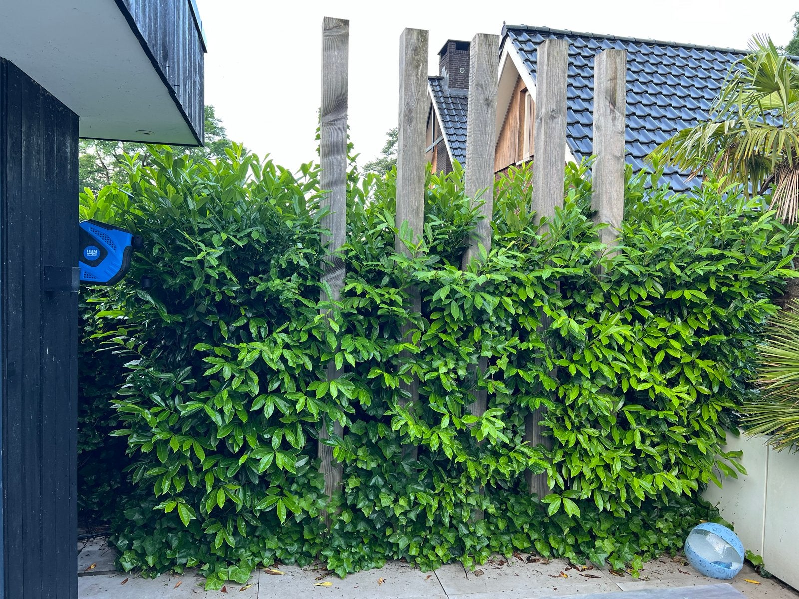 5 Grote Laurier Planten (ca. 2,5m hoog) - Gratis Afhalen, Tuin en Terras, Planten | Tuinplanten, Vaste plant, Overige soorten