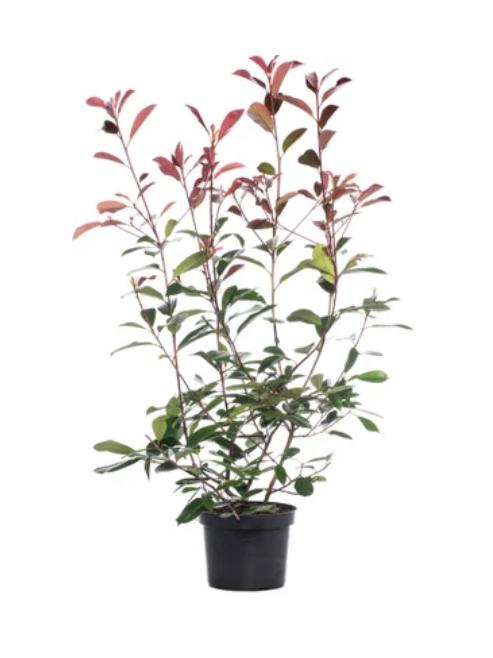 Glansmispel (Photinia Fraseri Red Robin) - 1,75/2 meter, Ophalen, Vaste plant, Overige soorten, Volle zon