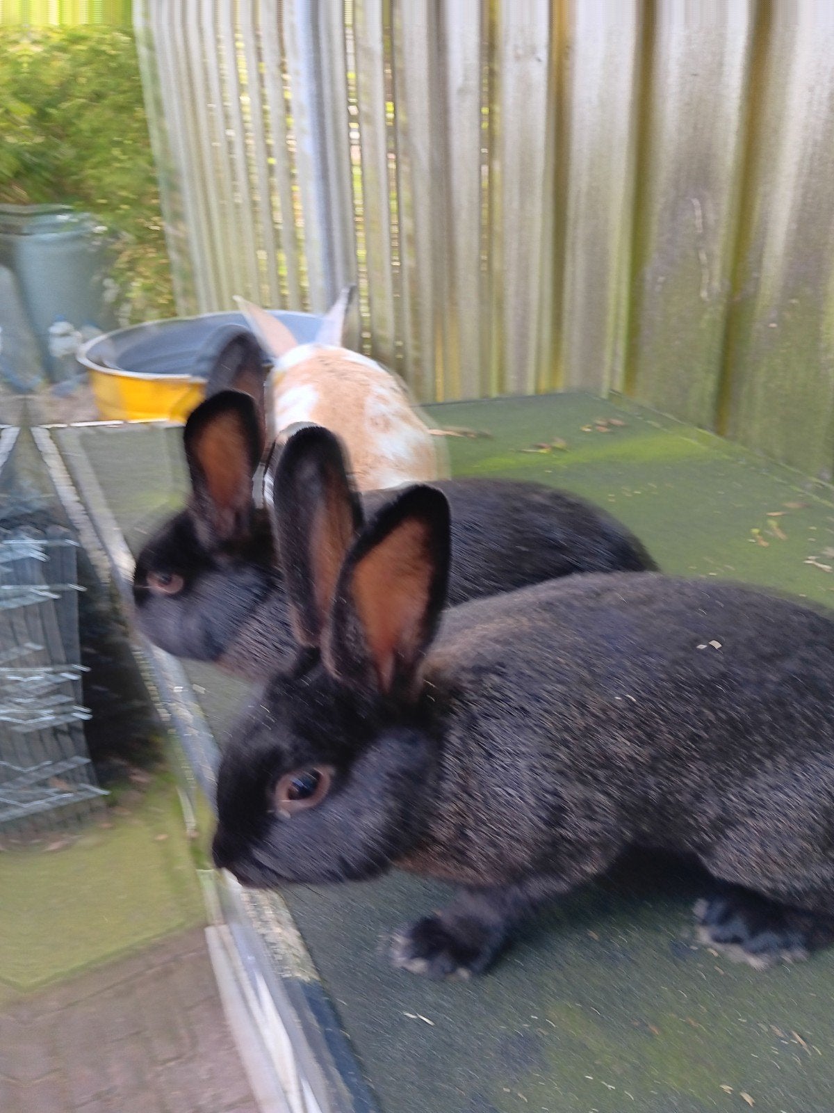 Jonge Rammen, Dieren en Toebehoren, Konijnen, Mannelijk, Klein, 0 tot 2 jaar