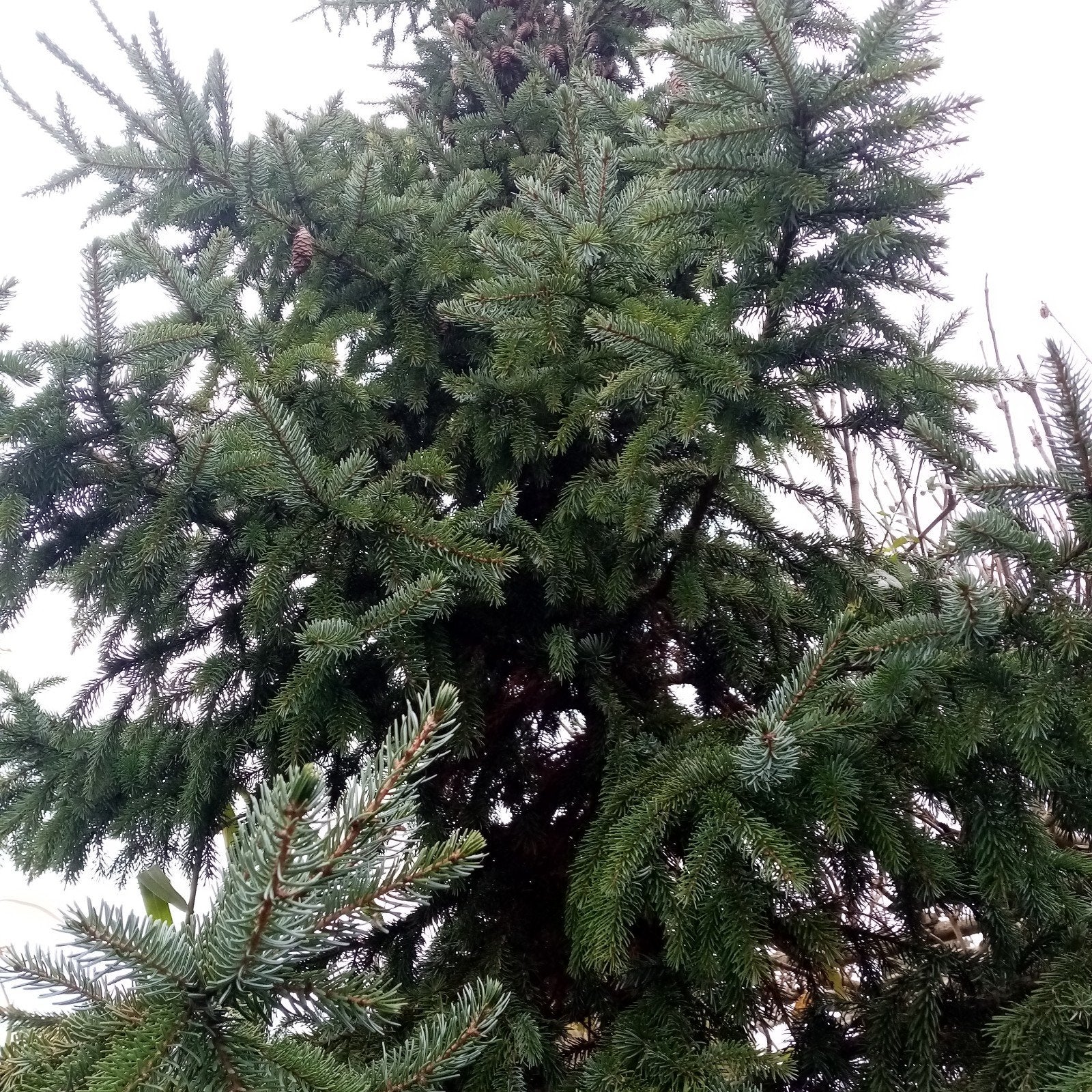 Kerstboom/Laurier Pootgoed - Zelf Uitgraven!, Tuin en Terras, Bloeit niet, 100 tot 250 cm, Volle zon, In pot