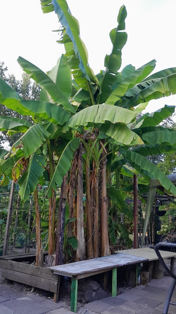 Bananen pups ruilen voor potgrond of tuinaarde, Bloeit niet, Minder dan 100 cm, Palmboom, Ophalen