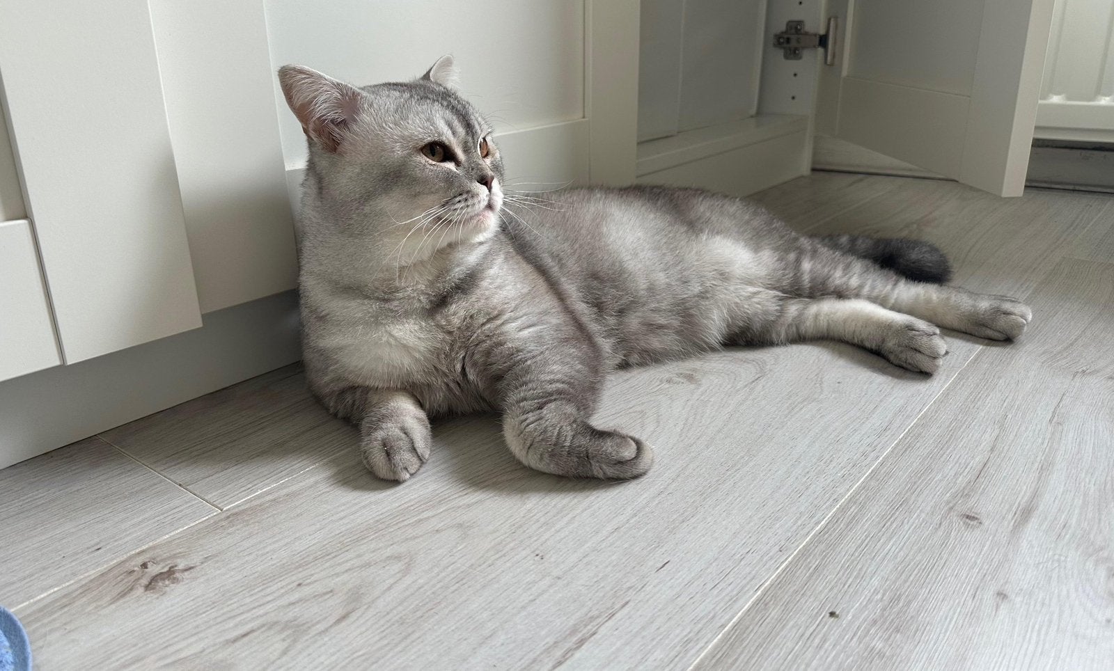 Britse Korthaar Kater, Kater, Ontwormd, 0 tot 2 jaar