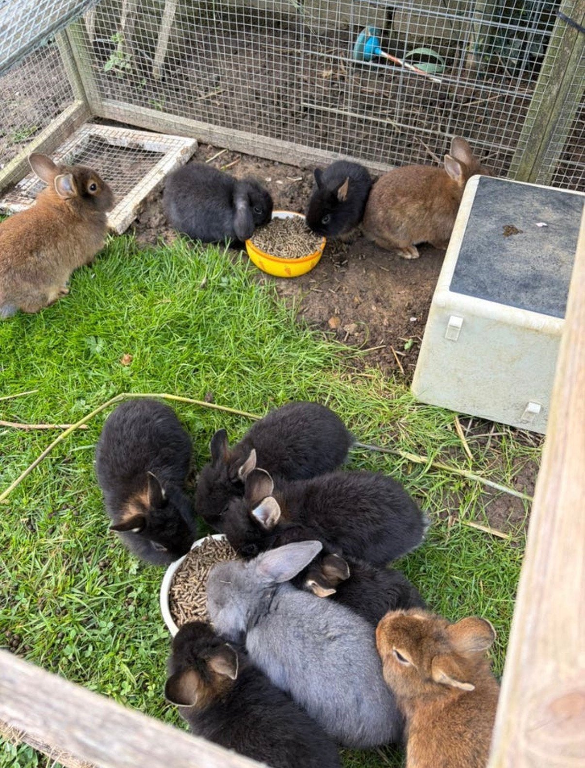 leeuwenkopjes, black &tan en NHD dwerg hangoor konijntjes, Dieren en Toebehoren, Konijnen, Meerdere dieren, Dwerg, Hangoor