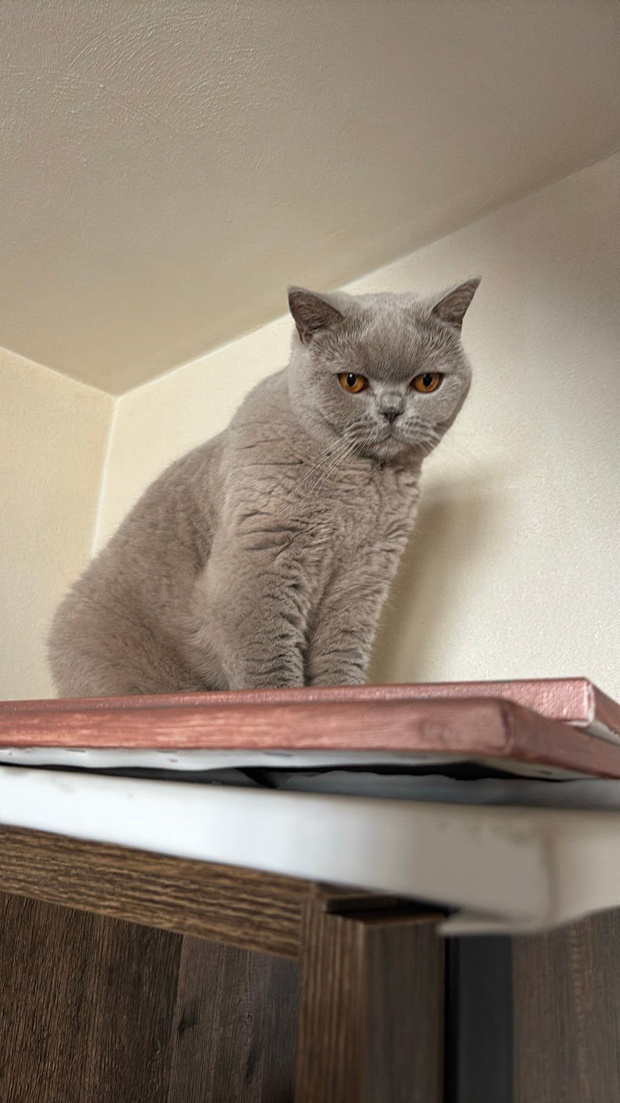 Britse korthaar kleur lilac, Dieren en Toebehoren, Katten en Kittens | Overige Katten, Poes, Kortharig, 0 tot 2 jaar