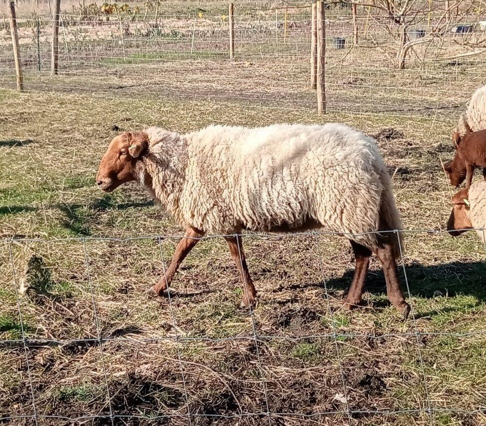 Solognote dek ram, Dieren en Toebehoren, Mannelijk, Schaap, 3 tot 5 jaar