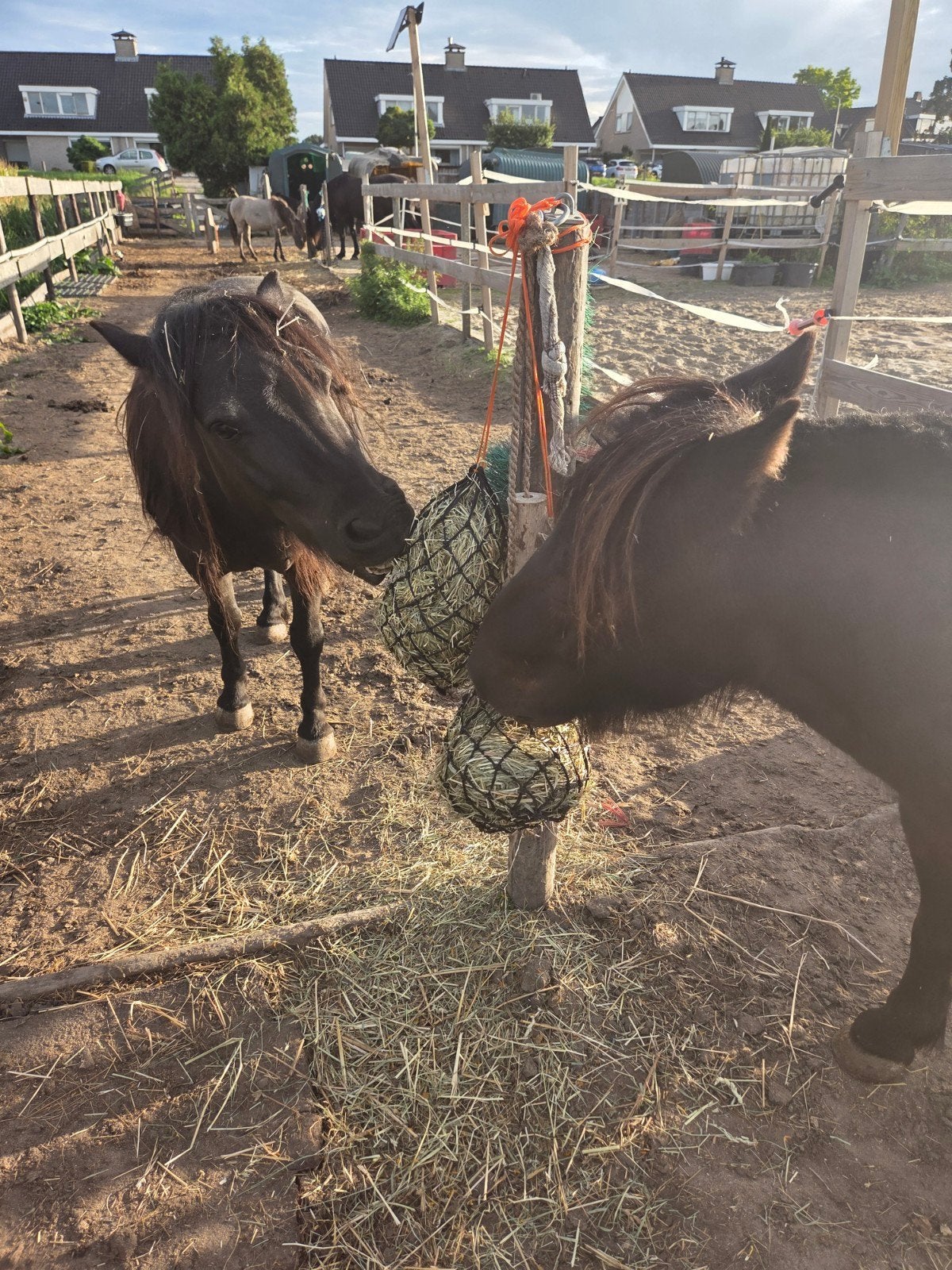 Paddock paradijs stalling, Dieren en Toebehoren