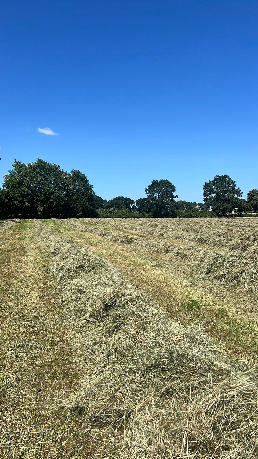 Midi balen hooi, Dieren en Toebehoren, Dierenvoeding, Ophalen, Vee