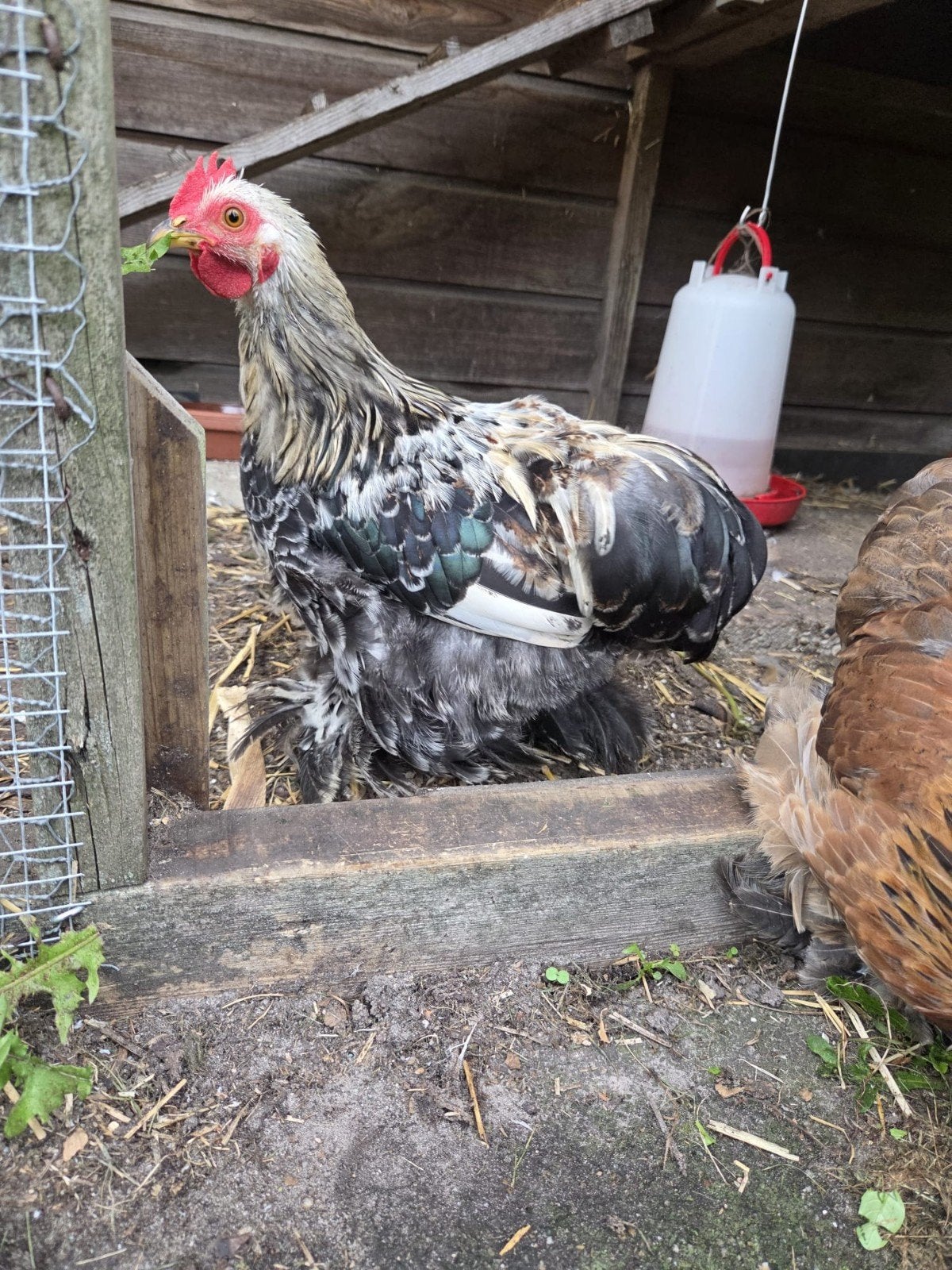 3 Lieve Cochin kriel haantjes zoeken goed thuis (Ruilen kan), Mannelijk, Kip