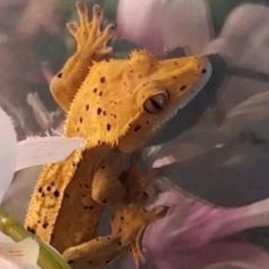 Noodopvang Tijdelijk, Dieren en Toebehoren, Reptielen en Amfibieën, 0 tot 2 jaar