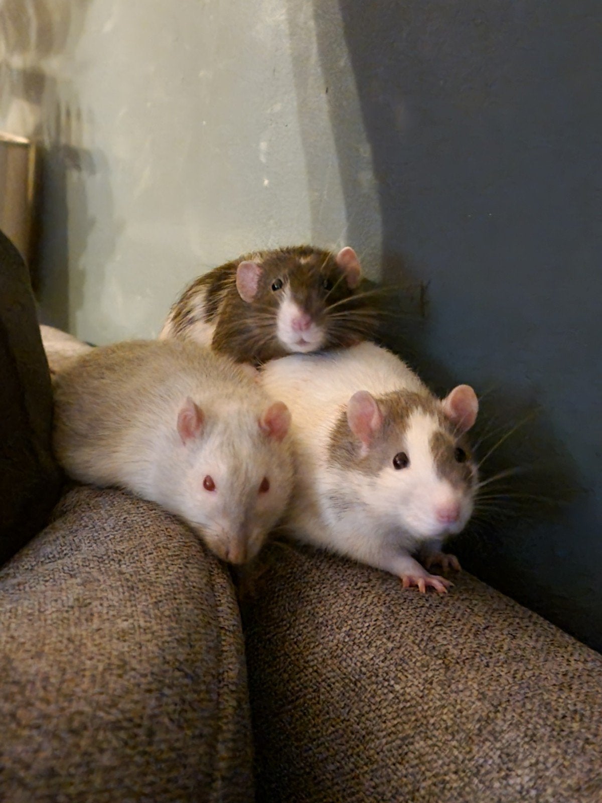 4 lieve heren, Dieren en Toebehoren, Knaagdieren, Rat, Juni, Mannelijk, Tam
